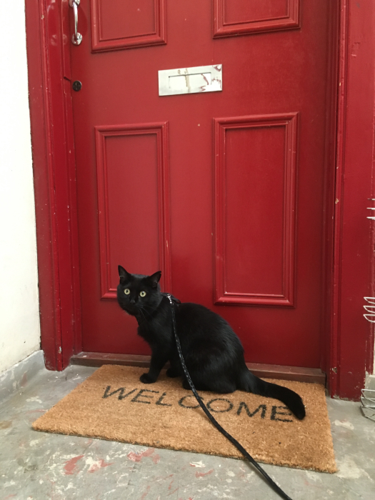 Olaf with a leash, waiting by the door